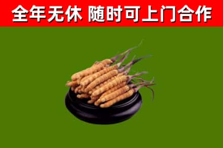 黄冈回收散虫草